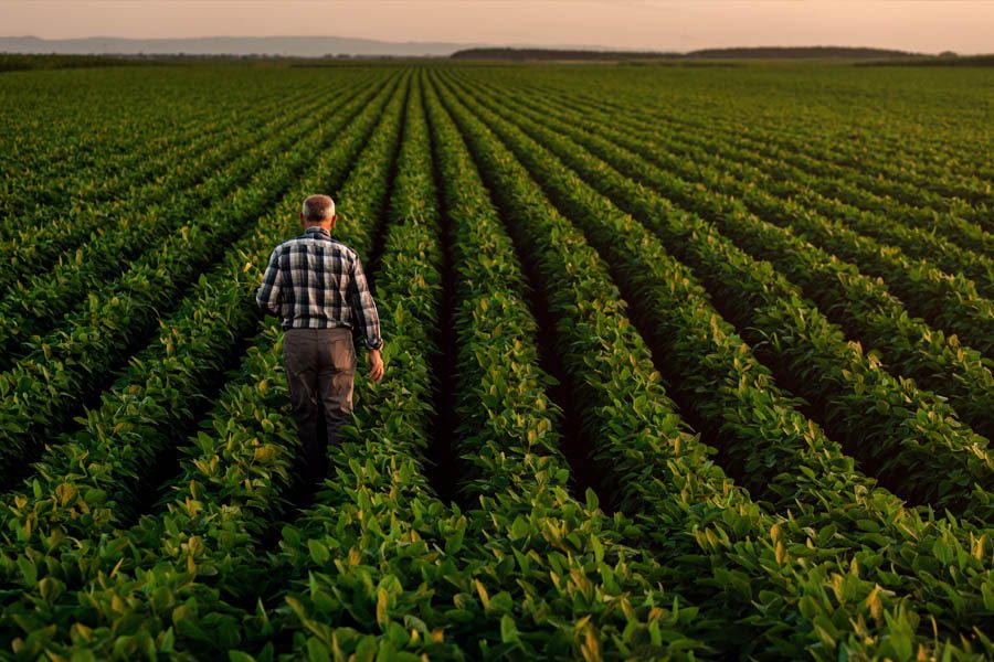 Crop Insurance - Senior Citizen Looking Out to His Farm and Crops in Early Fall